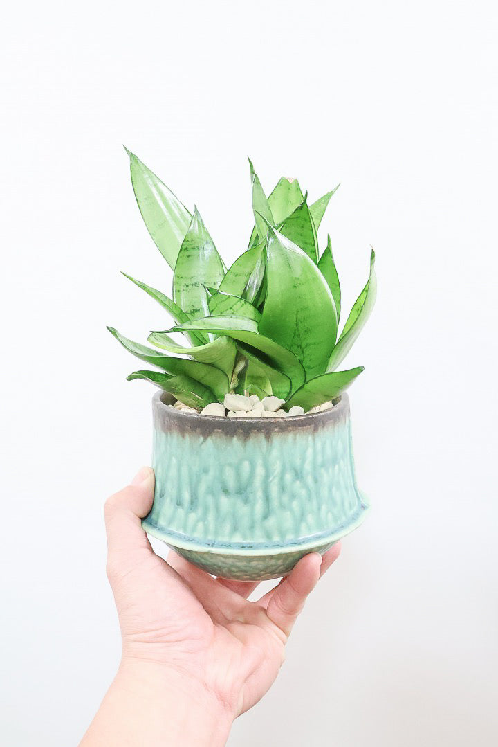 【サンスベリア シルバーハニー】少しグリーンを帯びたシルバーの葉色！長い期間をかけて作られているので、ボリュームがあります