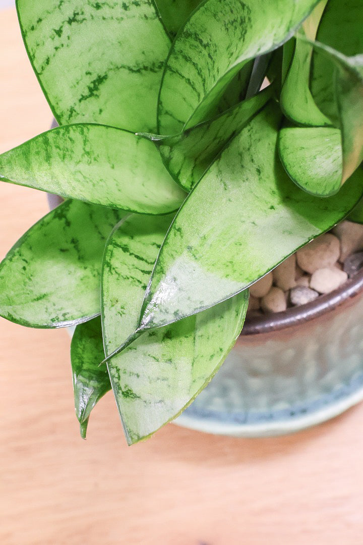 【サンスベリア シルバーハニー】少しグリーンを帯びたシルバーの葉色！長い期間をかけて作られているので、ボリュームがあります