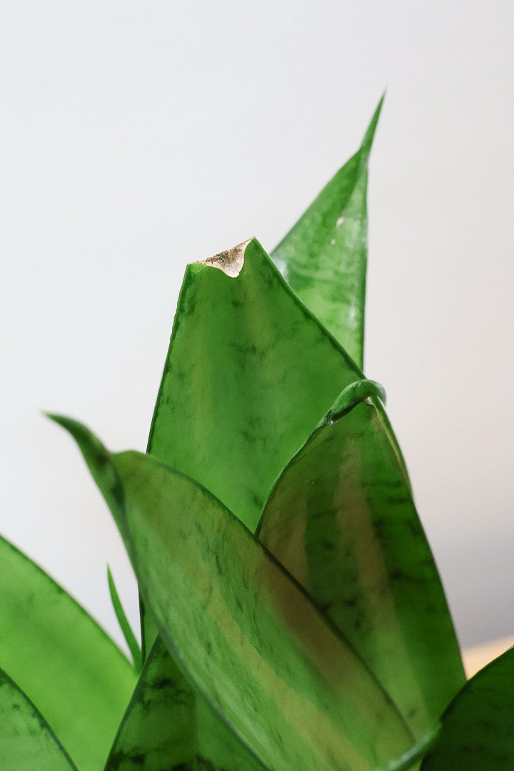 【サンスベリア シルバーハニー】少しグリーンを帯びたシルバーの葉色！長い期間をかけて作られているので、ボリュームがあります