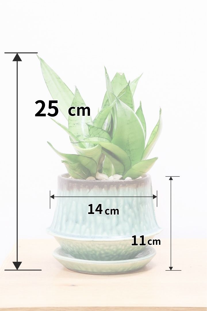 【サンスベリア シルバーハニー】少しグリーンを帯びたシルバーの葉色！長い期間をかけて作られているので、ボリュームがあります