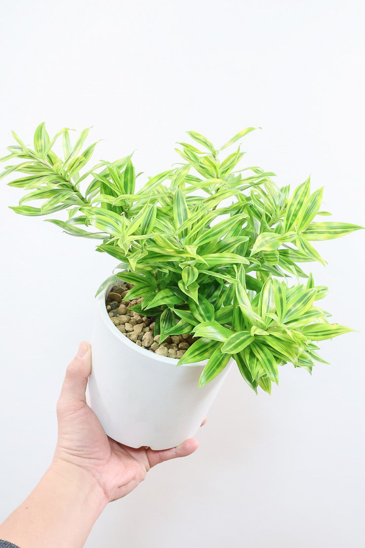 【ドラセナ スルクロサ ファニータ】木漏れ日のように映える葉っぱの模様。とても面白い葉色の植物だと思います！これはきれいだと思います！