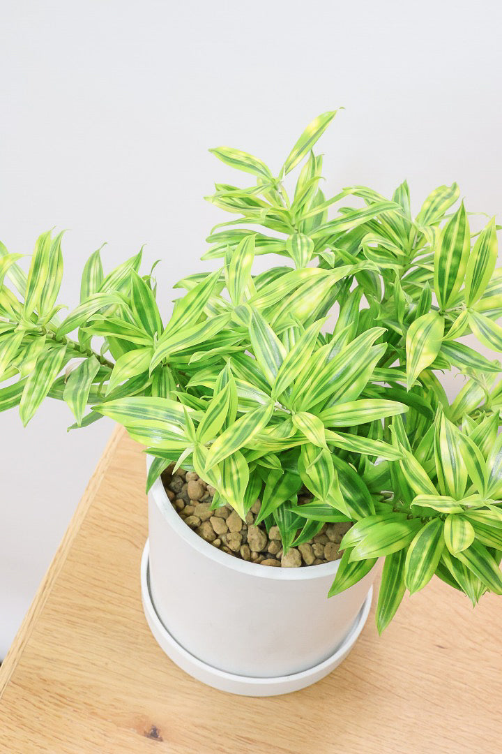 【ドラセナ スルクロサ ファニータ】木漏れ日のように映える葉っぱの模様。とても面白い葉色の植物だと思います！これはきれいだと思います！