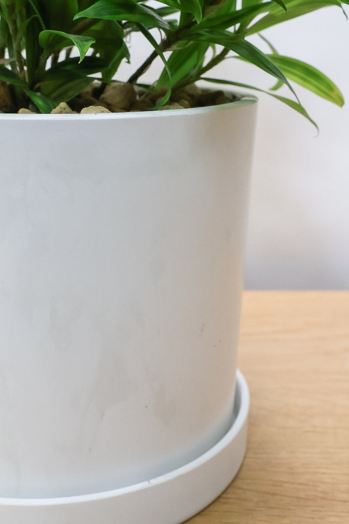 【ドラセナ スルクロサ ファニータ】木漏れ日のように映える葉っぱの模様。とても面白い葉色の植物だと思います！これはきれいだと思います！