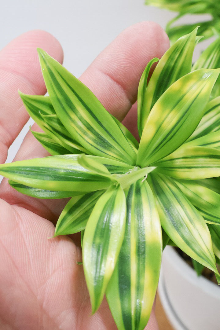 【ドラセナ スルクロサ ファニータ】木漏れ日のように映える葉っぱの模様。とても面白い葉色の植物だと思います！これはきれいだと思います！