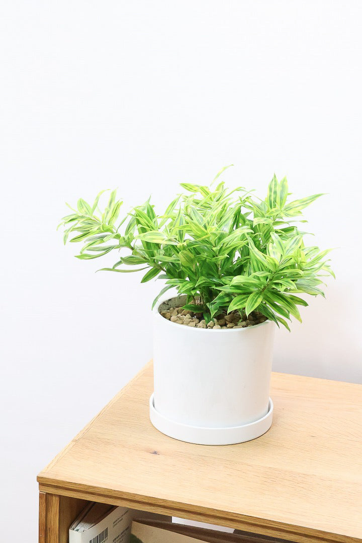 【ドラセナ スルクロサ ファニータ】木漏れ日のように映える葉っぱの模様。とても面白い葉色の植物だと思います！これはきれいだと思います！