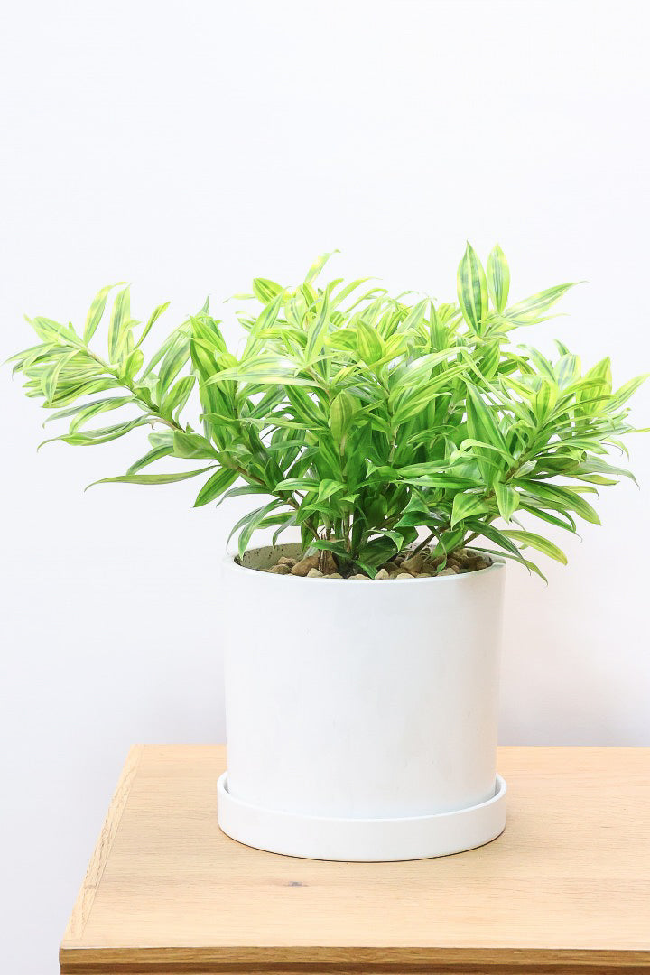 【ドラセナ スルクロサ ファニータ】木漏れ日のように映える葉っぱの模様。とても面白い葉色の植物だと思います！これはきれいだと思います！