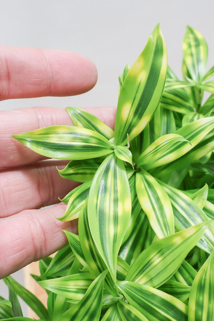 ドラセナ スルクロサ ファニータW61321| 観葉植物の通信販売 | APEGO