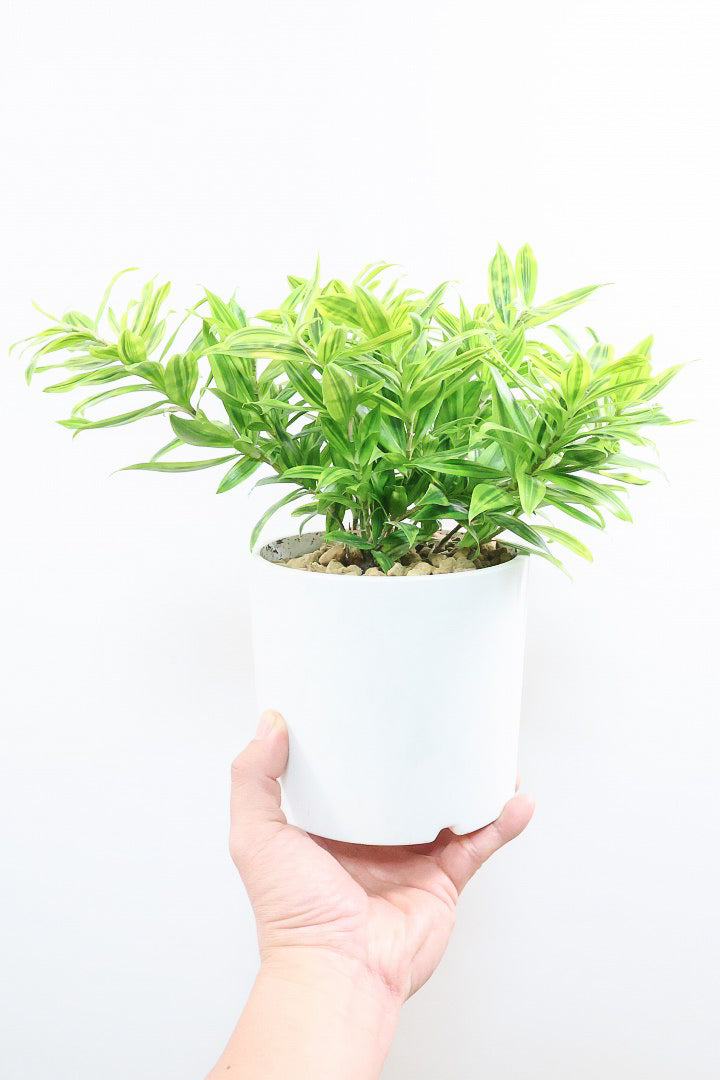 【ドラセナ スルクロサ ファニータ】木漏れ日のように映える葉っぱの模様。とても面白い葉色の植物だと思います！これはきれいだと思います！