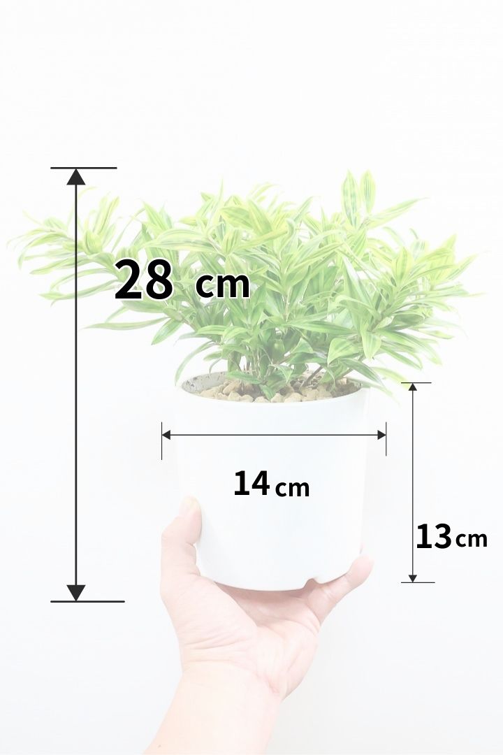 【ドラセナ スルクロサ ファニータ】木漏れ日のように映える葉っぱの模様。とても面白い葉色の植物だと思います！これはきれいだと思います！