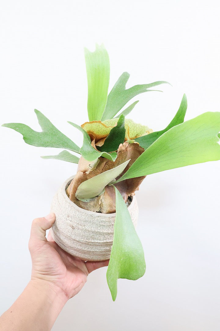 【コウモリラン アルシコルネ】このサイズ感はかなり希少！愛知県のコウモリランの有名生産者さんのこだわりの逸品！