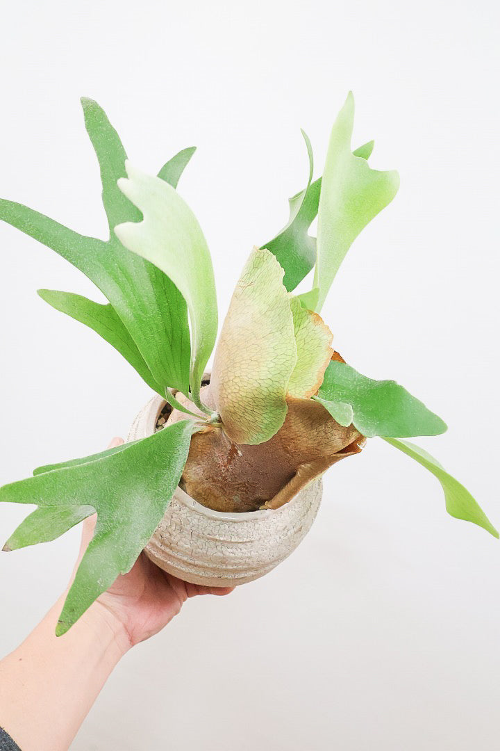 【コウモリラン アルシコルネ】このサイズ感はかなり希少！愛知県のコウモリランの有名生産者さんのこだわりの逸品！