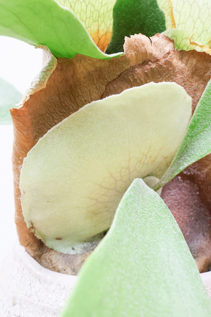 【コウモリラン アルシコルネ】このサイズ感はかなり希少！愛知県のコウモリランの有名生産者さんのこだわりの逸品！