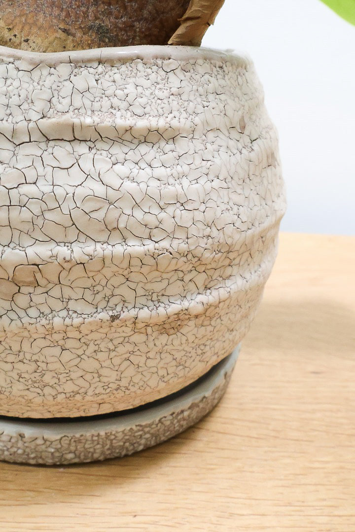 【コウモリラン アルシコルネ】このサイズ感はかなり希少！愛知県のコウモリランの有名生産者さんのこだわりの逸品！