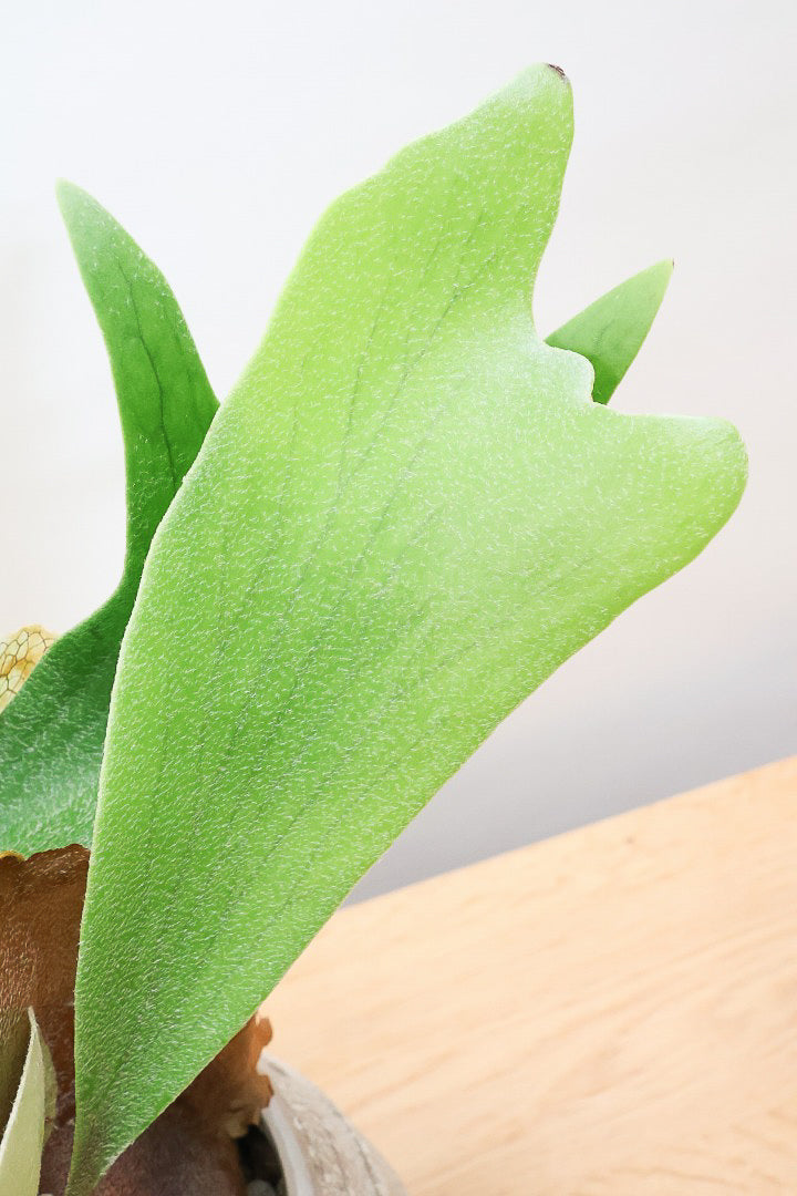 【コウモリラン アルシコルネ】このサイズ感はかなり希少！愛知県のコウモリランの有名生産者さんのこだわりの逸品！