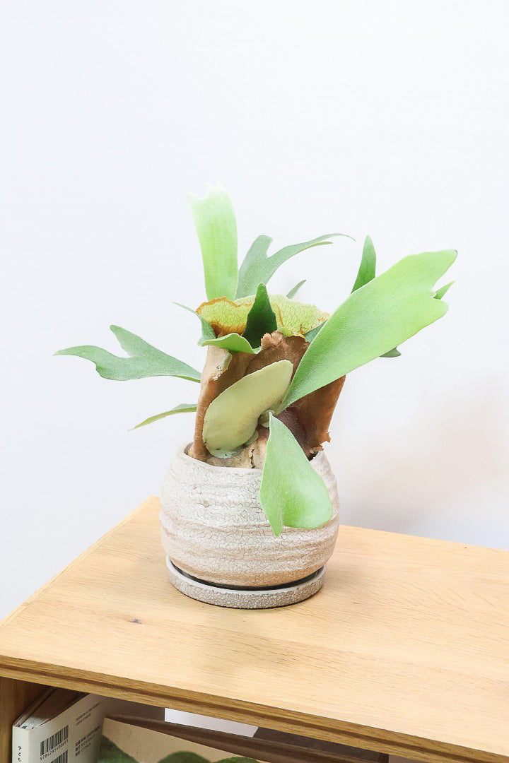 【コウモリラン アルシコルネ】このサイズ感はかなり希少！愛知県のコウモリランの有名生産者さんのこだわりの逸品！