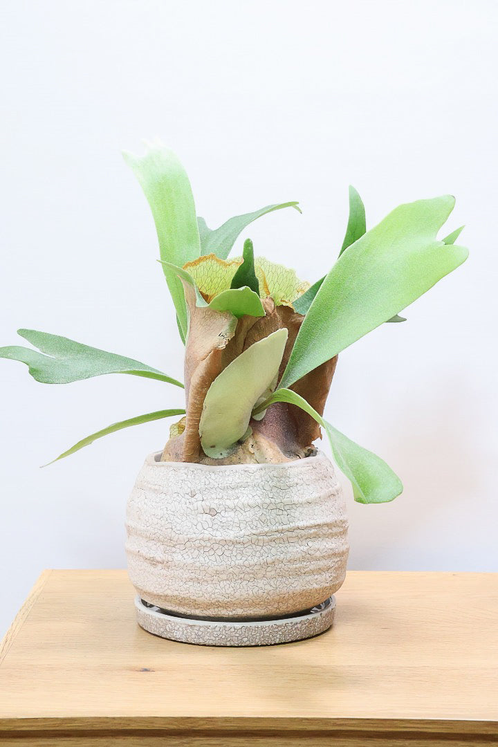 【コウモリラン アルシコルネ】このサイズ感はかなり希少！愛知県のコウモリランの有名生産者さんのこだわりの逸品！