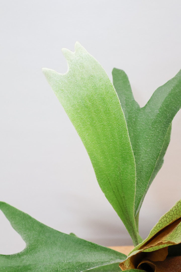 【コウモリラン アルシコルネ】このサイズ感はかなり希少！愛知県のコウモリランの有名生産者さんのこだわりの逸品！