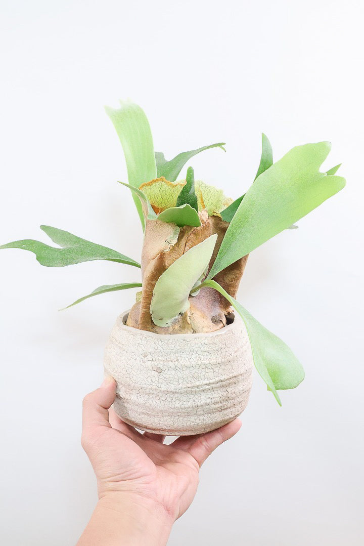 【コウモリラン アルシコルネ】このサイズ感はかなり希少！愛知県のコウモリランの有名生産者さんのこだわりの逸品！