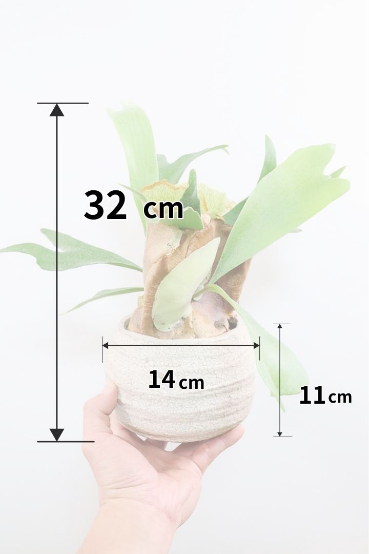 【コウモリラン アルシコルネ】このサイズ感はかなり希少！愛知県のコウモリランの有名生産者さんのこだわりの逸品！