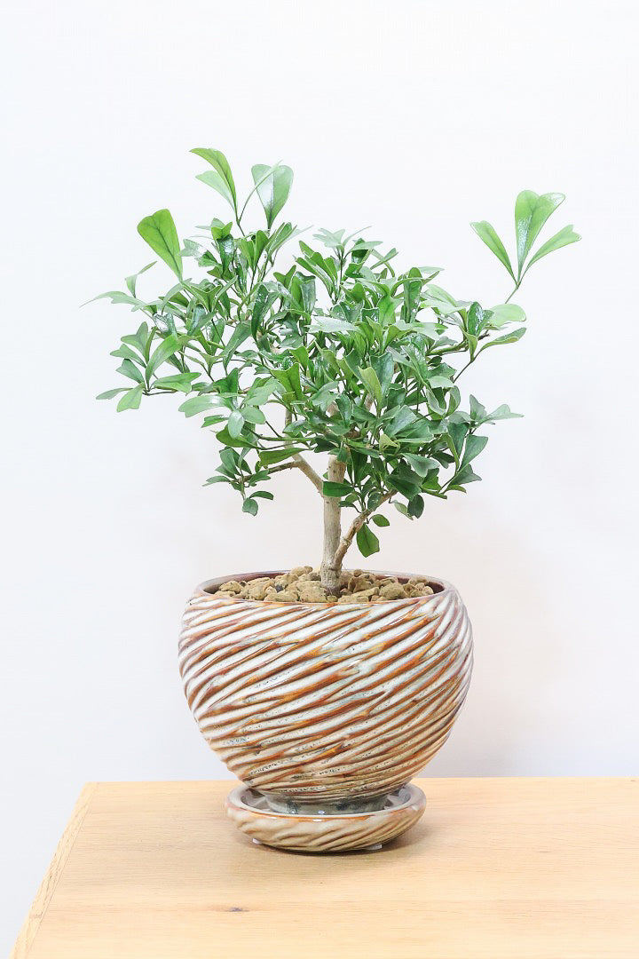 【シェフレラ トライアンギュラリス 】幹がとても太い！名前の通り葉が三角です♪とにかく丈夫で育てやすいので初めて観葉植物を育てる方にお勧め！