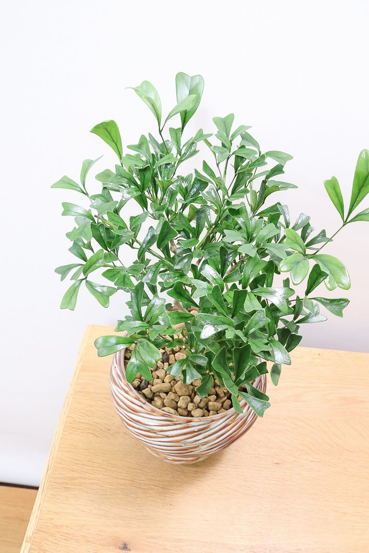 【シェフレラ トライアンギュラリス 】幹がとても太い！名前の通り葉が三角です♪とにかく丈夫で育てやすいので初めて観葉植物を育てる方にお勧め！