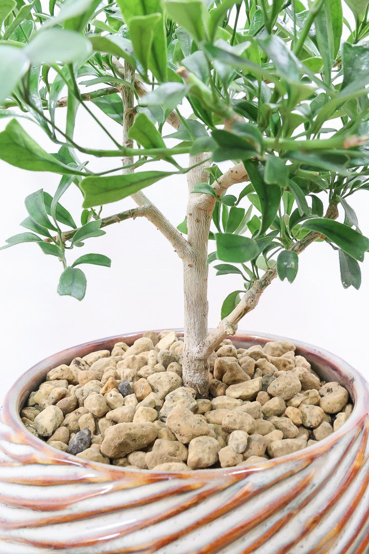 【シェフレラ トライアンギュラリス 】幹がとても太い！名前の通り葉が三角です♪とにかく丈夫で育てやすいので初めて観葉植物を育てる方にお勧め！