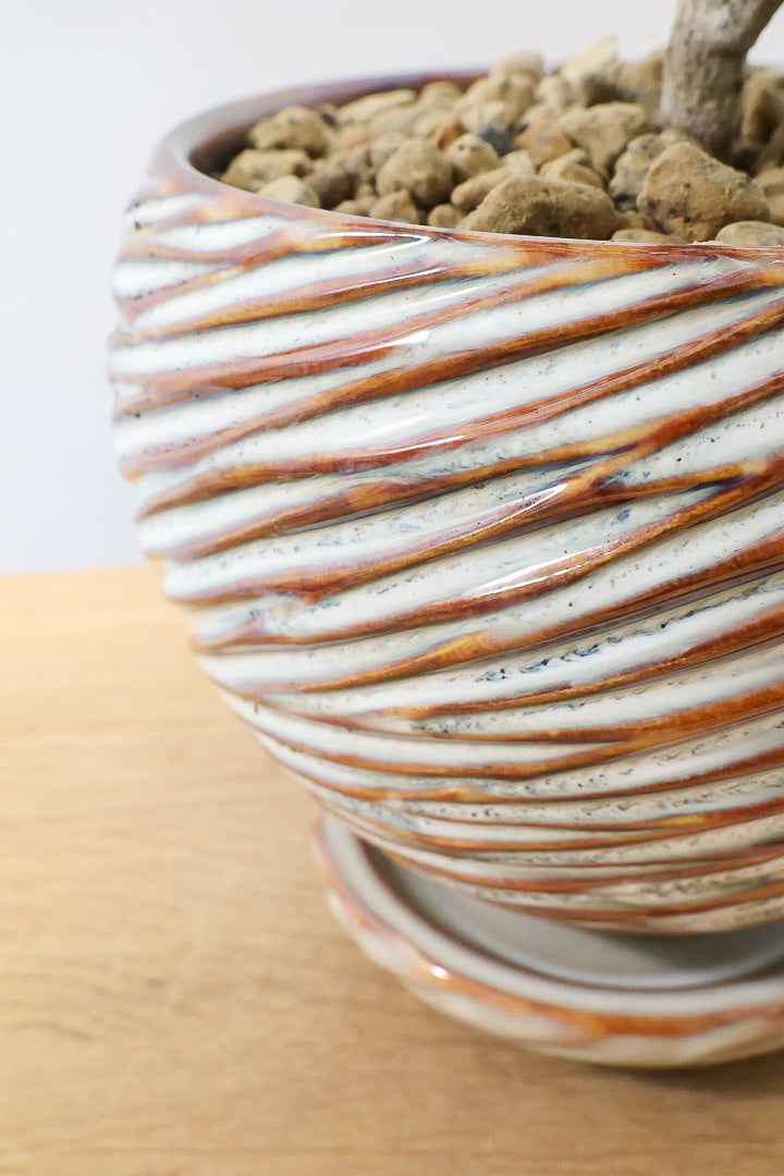 【シェフレラ トライアンギュラリス 】幹がとても太い！名前の通り葉が三角です♪とにかく丈夫で育てやすいので初めて観葉植物を育てる方にお勧め！