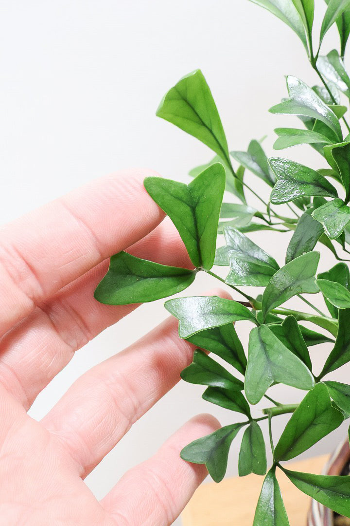 【シェフレラ トライアンギュラリス 】幹がとても太い！名前の通り葉が三角です♪とにかく丈夫で育てやすいので初めて観葉植物を育てる方にお勧め！