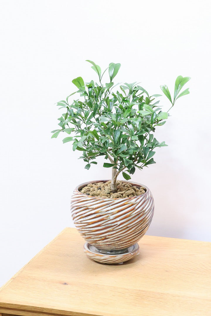 【シェフレラ トライアンギュラリス 】幹がとても太い！名前の通り葉が三角です♪とにかく丈夫で育てやすいので初めて観葉植物を育てる方にお勧め！