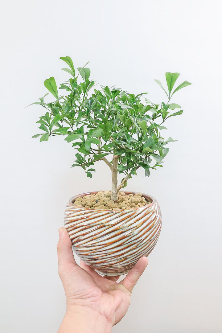 シェフレラ トライアンギュラリスAIV61323| 観葉植物の通信販売