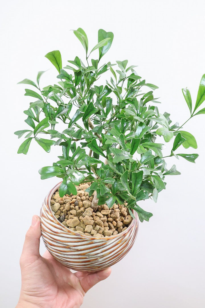 【シェフレラ トライアンギュラリス 】幹がとても太い！名前の通り葉が三角です♪とにかく丈夫で育てやすいので初めて観葉植物を育てる方にお勧め！