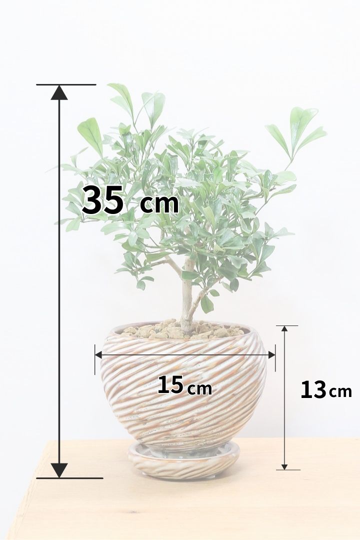 シェフレラ トライアンギュラリスAIV61323| 観葉植物の通信販売