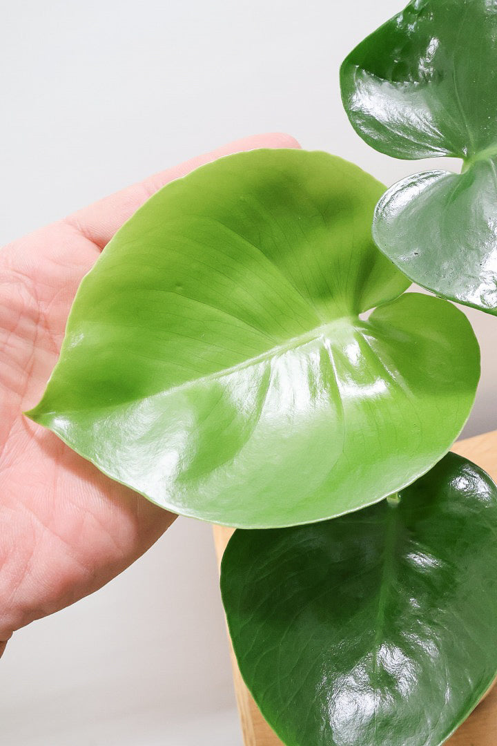 モンステラW61324| 観葉植物の通信販売 | APEGO(アペーゴ)