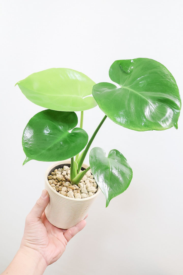 モンステラW61324| 観葉植物の通信販売 | APEGO(アペーゴ)