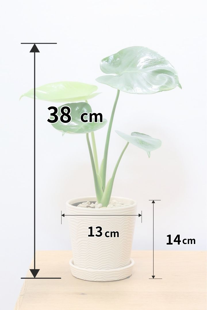 モンステラW61324| 観葉植物の通信販売 | APEGO(アペーゴ)