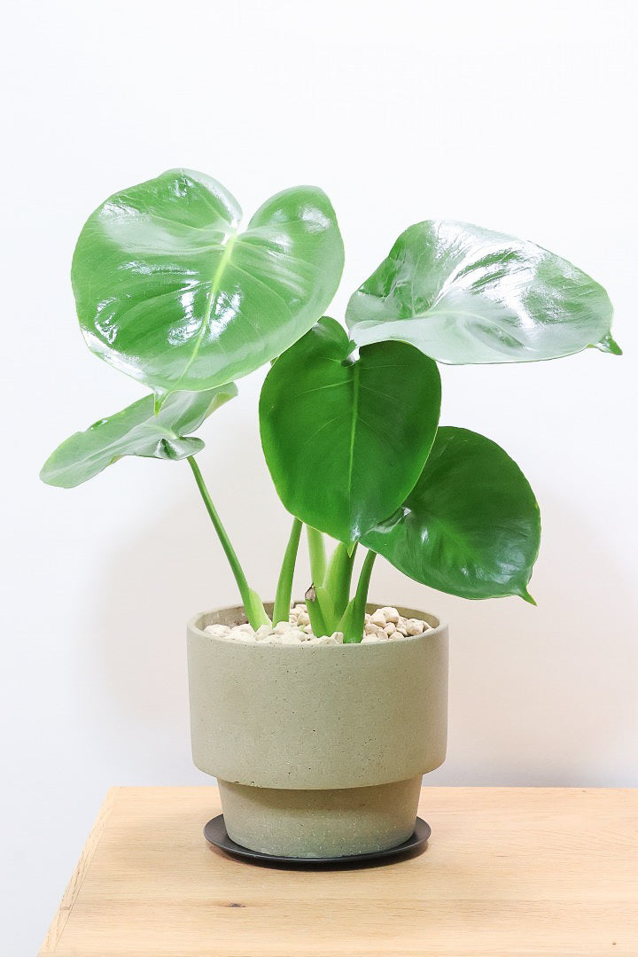 【モンステラ】かわいすぎますよ。だってこんなまん丸の葉っぱなんて…。POTと相性もいい感じ！