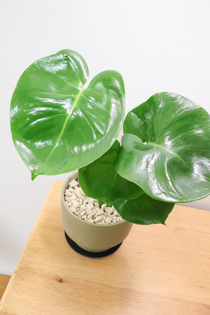 【モンステラ】かわいすぎますよ。だってこんなまん丸の葉っぱなんて…。POTと相性もいい感じ！