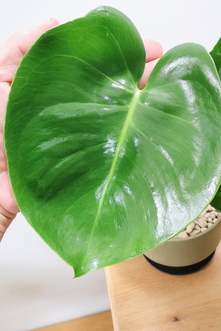 【モンステラ】かわいすぎますよ。だってこんなまん丸の葉っぱなんて…。POTと相性もいい感じ！