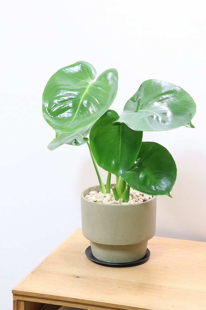 【モンステラ】かわいすぎますよ。だってこんなまん丸の葉っぱなんて…。POTと相性もいい感じ！