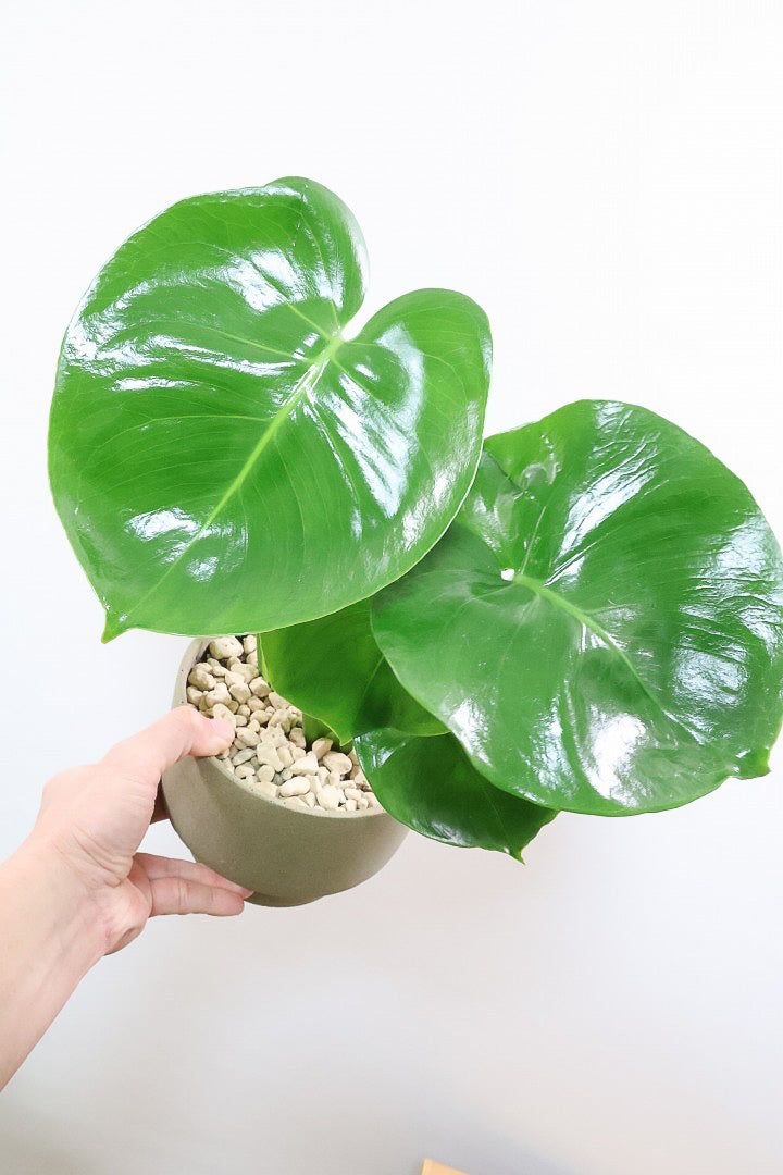 【モンステラ】かわいすぎますよ。だってこんなまん丸の葉っぱなんて…。POTと相性もいい感じ！