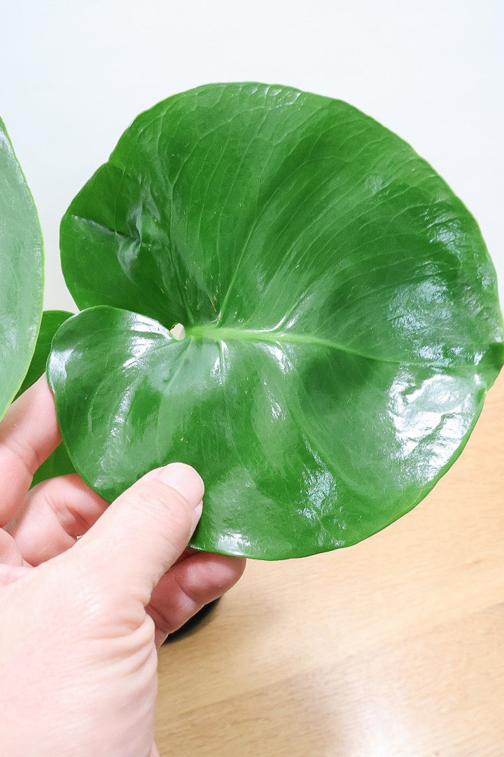 【モンステラ】かわいすぎますよ。だってこんなまん丸の葉っぱなんて…。POTと相性もいい感じ！