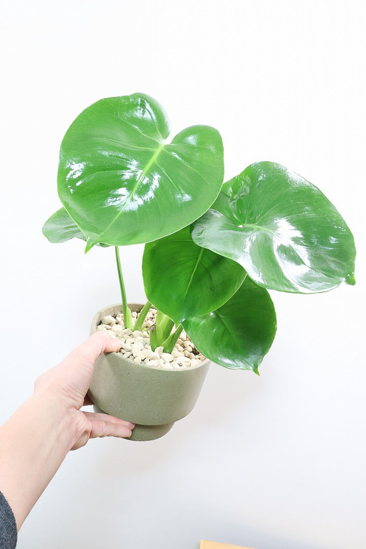 【モンステラ】かわいすぎますよ。だってこんなまん丸の葉っぱなんて…。POTと相性もいい感じ！