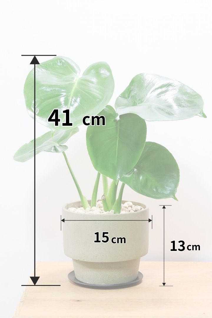 【モンステラ】かわいすぎますよ。だってこんなまん丸の葉っぱなんて…。POTと相性もいい感じ！