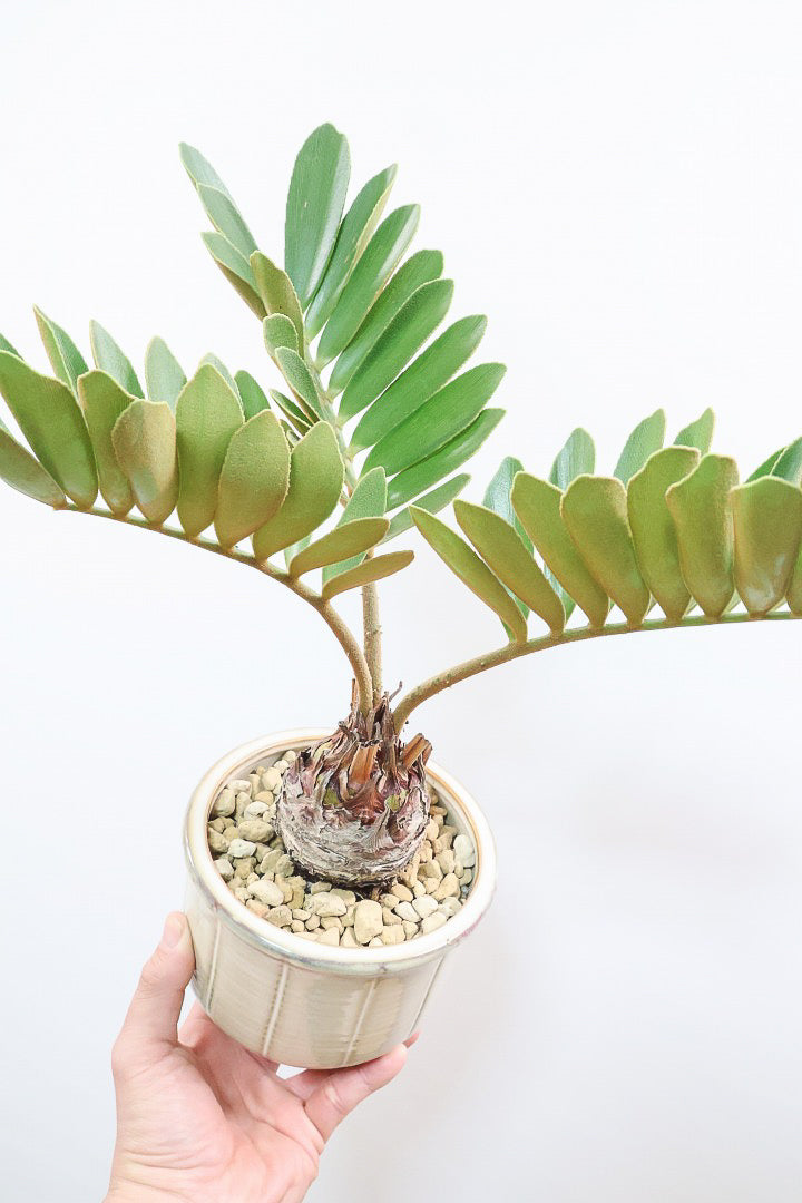 【ザミア フルフラケア】新作のPOT！ギュッとした個性的なフォルムが特徴の希少な観葉植物！