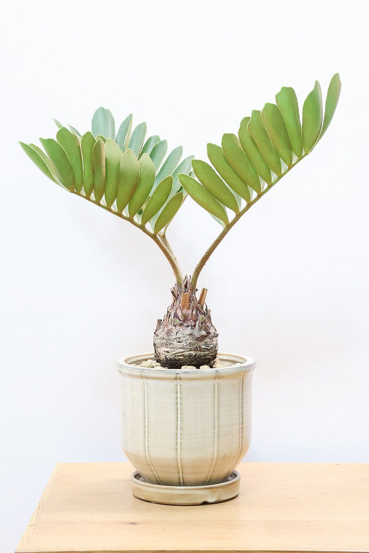 【ザミア フルフラケア】新作のPOT！ギュッとした個性的なフォルムが特徴の希少な観葉植物！