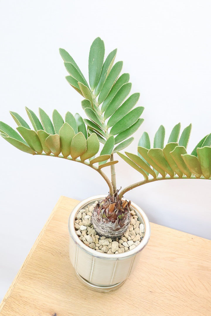 【ザミア フルフラケア】新作のPOT！ギュッとした個性的なフォルムが特徴の希少な観葉植物！