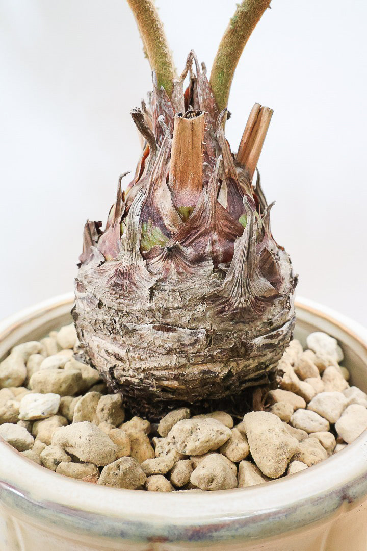 【ザミア フルフラケア】新作のPOT！ギュッとした個性的なフォルムが特徴の希少な観葉植物！