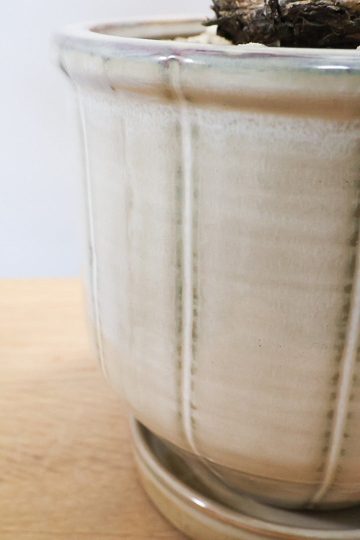 【ザミア フルフラケア】新作のPOT！ギュッとした個性的なフォルムが特徴の希少な観葉植物！