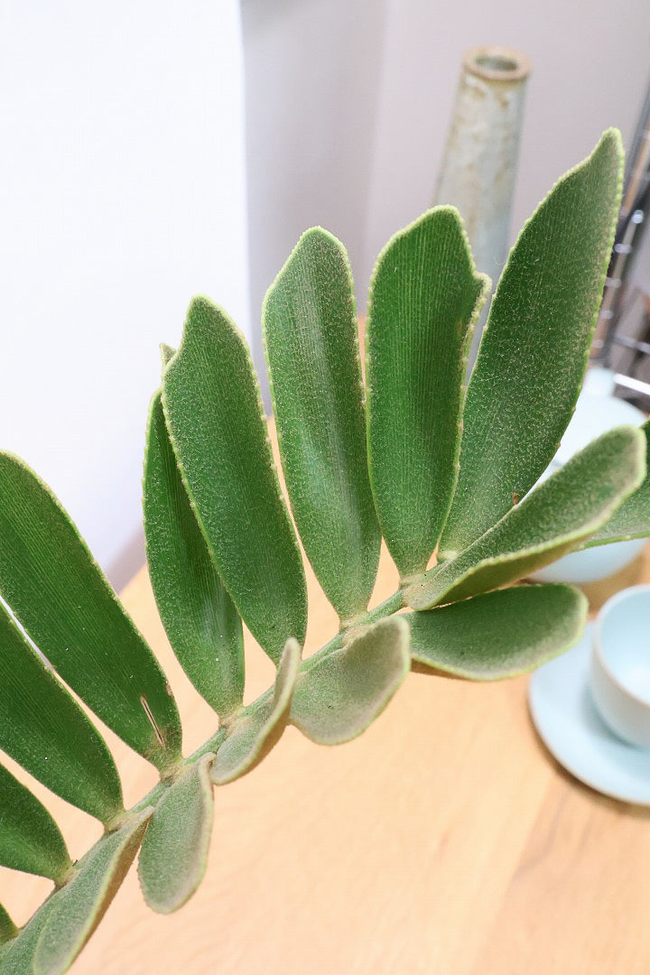 【ザミア フルフラケア】新作のPOT！ギュッとした個性的なフォルムが特徴の希少な観葉植物！