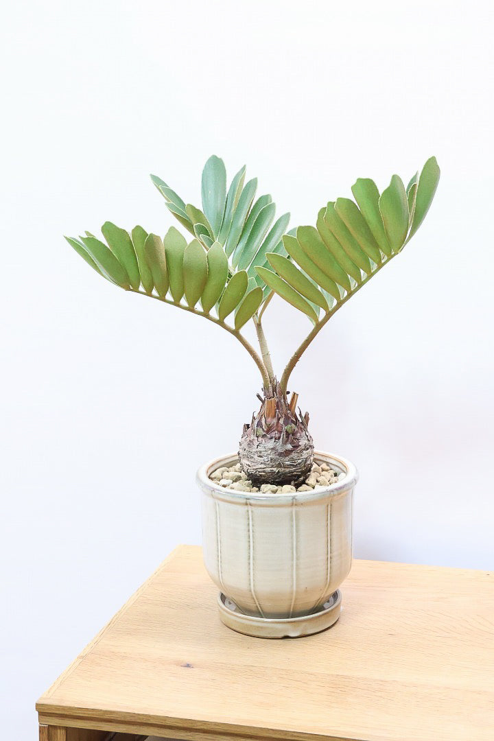 【ザミア フルフラケア】新作のPOT！ギュッとした個性的なフォルムが特徴の希少な観葉植物！